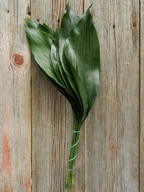 ASPIDISTRA LEAVES  GREENS